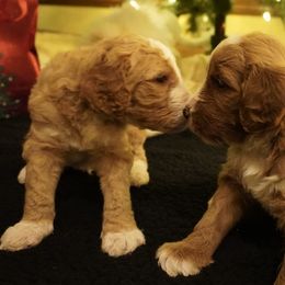 Bernedoodles from Daisy’s Doodles
