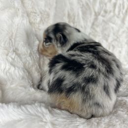 Nova - Blue merle female Miniature American Shepherd puppy in Murray, Utah from Regal Miniature American Shepherds | Regal Miniature Australian Shepherds