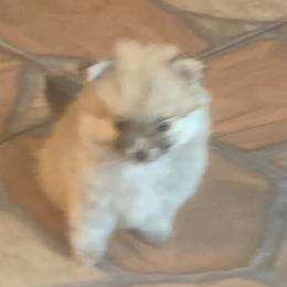 Girl 2 - Orange parti female Pomeranian puppy in Gotha, Florida from Jazzi’s Poms