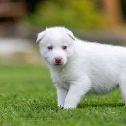 Siberian Husky Puppies from Lilbearshuskies