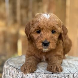 Buzz - Red  male Goldendoodle puppy in Twin Falls, Idaho from Magic Valley Family Doodles