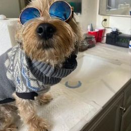 Assorted Doodle Crosses, Double Doodle, Maltipoo, Morkie, and Yorkipoo Puppies from Danza Bolo