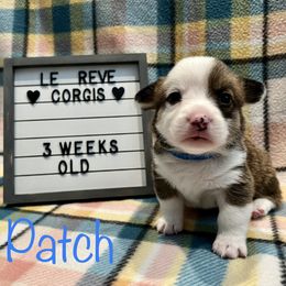 Patch - Pembroke Welsh Corgi puppy in Fallbrook, California from Le Rêve Corgis