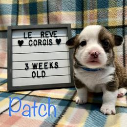 Patch - Pembroke Welsh Corgi puppy in Fallbrook, California from Le Rêve Corgis