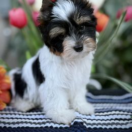 Boy 2 - Black tan and white male Biewer Terrier puppy in Lathrop, California from Forever Charmed