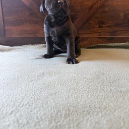 Cane Corso Puppies from Cowan Farms