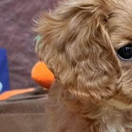 Cavalier King Charles Spaniels from Glen Haven Cavaliers