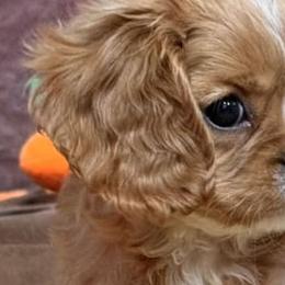 Cavalier King Charles Spaniels from Glen Haven Cavaliers
