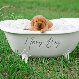 Labrador Retriever Puppies from Southpaw Labrador Retrievers