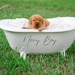 Labrador Retriever Puppies from Southpaw Labrador Retrievers