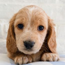 Pax - Red male Dachshund puppy in Auburn, Alabama from Blue Bow Kennels