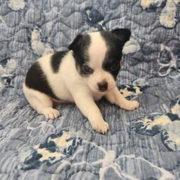 Boy 1 - male Chihuahua puppy in Attleboro, Massachusetts from Treasured Hearts Chihuahuas and Toy/mini poodles