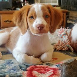 Brittany Puppies from Buster Pointe Brittanys