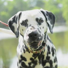 Brody - Dalmatian