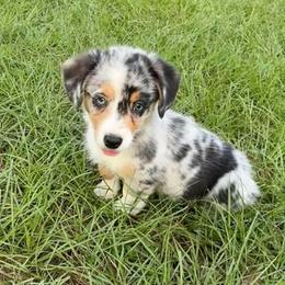 Bluey - Blue female Companion Cross puppy in Mc Alpin, Florida from RussKris Farms Aussies, Corgis & Auggies