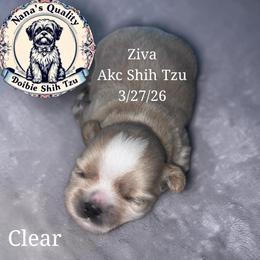 Ziva - Cream and white female Shih Tzu puppy in Sacramento, California from NANA’S  QUALITY SHIH TZU'S