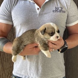 Tulip - Female 2 - Red female Pembroke Welsh Corgi puppy in Jefferson, South Carolina from Blue Creek Farms