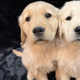 Golden Retrievers from Golden Retriever Puppy Bliss