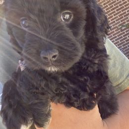 Aussiedoodles from Dutton’s Aussie Doodles