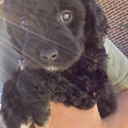 Aussiedoodles from Dutton’s Aussie Doodles