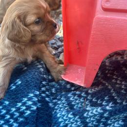 Lucy - Blenheim female Cavalier King Charles Spaniel puppy in Tahlequah, Oklahoma from Love Some Dogs Dachshunds & Cavalier King Charles Spaniels,Cavapoos