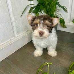 Eminie - Chocolate tan and white female Biewer Terrier puppy in Winston Salem, North Carolina from LaythStone