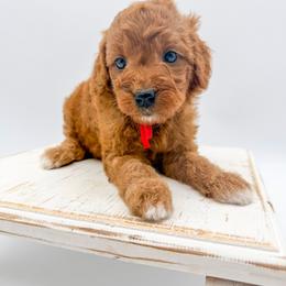 Skittles - Red  female Goldendoodle puppy in Sunman, Indiana from Brunsman Country Doodles LLC