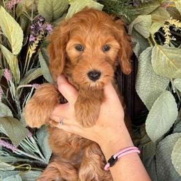 Polly - Red  female Goldendoodle puppy in Enumclaw, Washington from Owen-a-Doodle