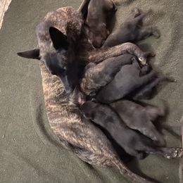 Dutch Shepherd Puppies from Dutch Den