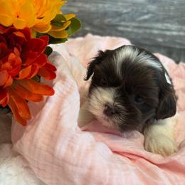 Reece - Sable and white female Shih Tzu puppy in Osseo, Michigan from Paws in the Country