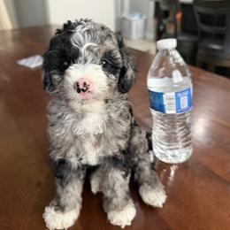 Merle Boy 2 - Merle male Cockapoo puppy in Saginaw, Texas from Pawcious Doodles