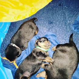 Rottweiler Puppies from Von Haus of Pearl