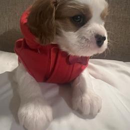 Saddie - Blenheim female Cavalier King Charles Spaniel puppy in Pennsylvania from Julie's Cavalier King Charles Spaniels