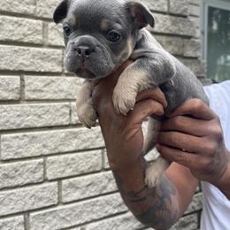 French Bulldog Puppies from Mid Coast Frenchies