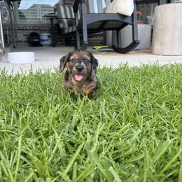 Dachshund Puppies from Cajun Coast Dachshunds
