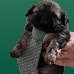 Boy 1- Aang - Black Shih Tzu puppy in Newport, Arkansas from Gina's Lil Zues and Yorkies Kennel