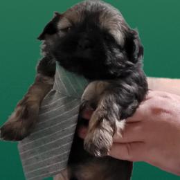 Boy 1- Aang - Black Shih Tzu puppy in Newport, Arkansas from Gina's Lil Zues and Yorkies Kennel