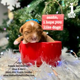 Joy - Red female Double Doodle puppy in Orange, Texas from Walk with Me Doodles