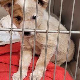 Ruby - Red speckled female Australian Cattle Dog puppy in Colbert, Oklahoma from LoveAHeeler