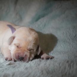 Lavender - Yellow female Labrador Retriever puppy in Ridgecrest, California from Black Mountain Service Dogs