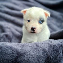 Snowflake - Blue eyed rare little girl - Blue mottled female Australian Cattle Dog puppy in Kalispell, Montana from BTR Australian Cattle Dogs