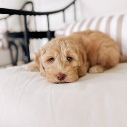 Chef - Yachties - Caramel female Australian Labradoodle puppy in Syracuse, Indiana from The Doodle Cove