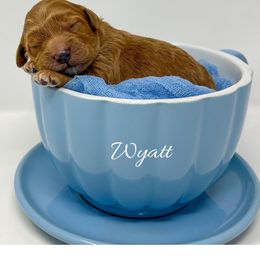 Wyatt - Red  male Goldendoodle puppy in State Road, North Carolina from Must Love Doodles