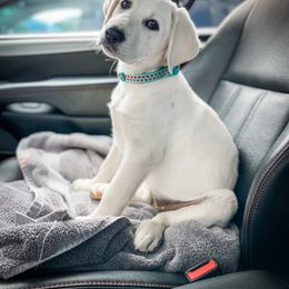 Labrador Retriever Puppies from Old Railroad Labs