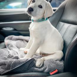 Labrador Retriever Puppies from Old Railroad Labs