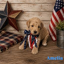 Amelia aka Teal Collar - Cream female Goldendoodle puppy in Portland, Tennessee from Happy_Tails_by_TJ