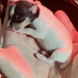 Toy Fox Terrier Puppies from Johnfox Toy Fox Terriers
