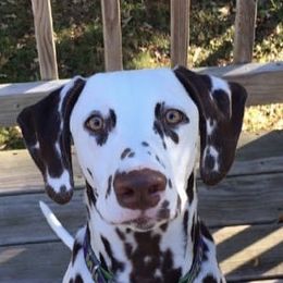 Milo - Dalmatian