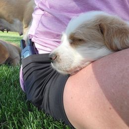 Archie - Red tri-color Assorted Doodle Crosses puppy in Blackfoot, Idaho from Lucky Pup Meadows
