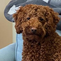 Cavachons, Cavalier King Charles Spaniels, Cavapoos, and Goldendoodles from Manoka's Honeybee